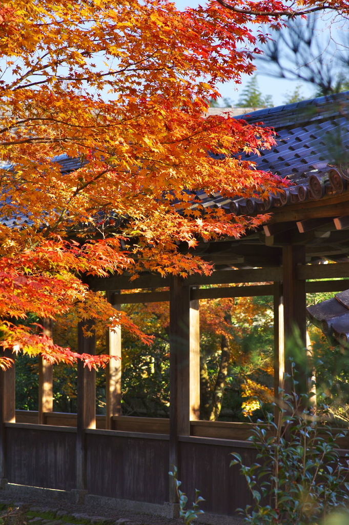 CLOSE-UP OF MAPLE TREE IN AUTUMN