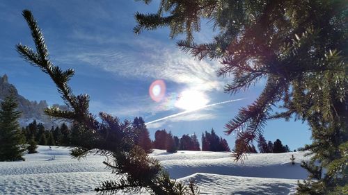 Sun shining through trees