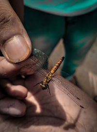 Close-up of hand holding insect