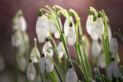 Close-up of white flowering plants