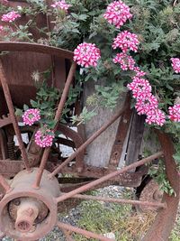 High angle view of pink flowering plants in pot