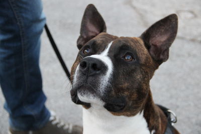 Portrait of dog with man standing at home