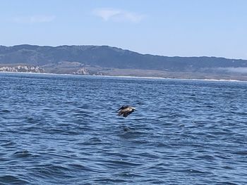 View of birds in sea against sky