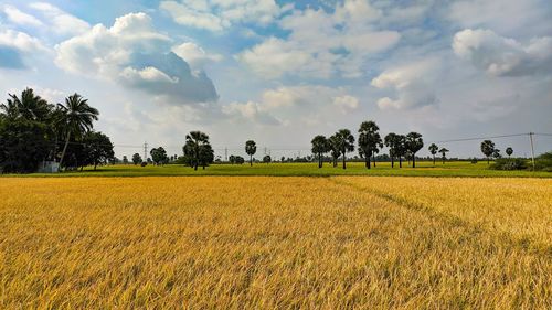 Scenic view of field against sky