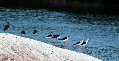 Seagulls perching by lake
