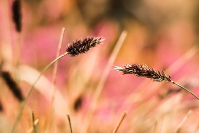 Close-up of wilted flower