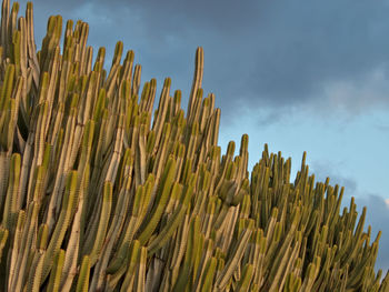 Low angle view of plants against sky euphorbia canariensis