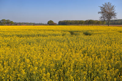 Scenic view of oilseed rape field against sky