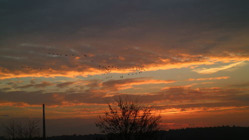 Silhouette birds flying against sky during sunset