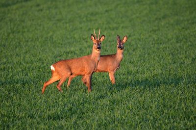 View of deer standing on field