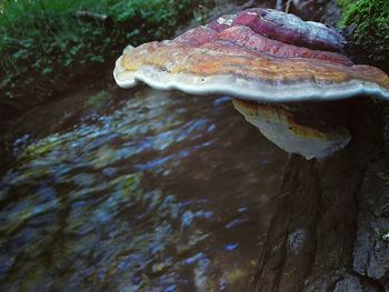 Close-up of moss on tree trunk