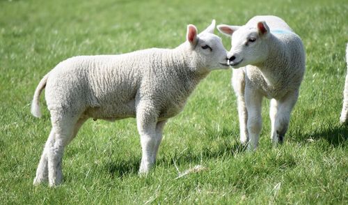 Sheep in a field