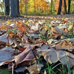 autumn