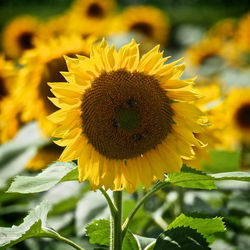 Close-up of bee on sunflower blooming in field