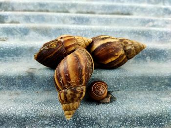 Close-up of snail