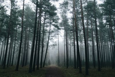 Trees in forest against sky