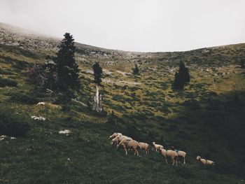 Sheep grazing in field