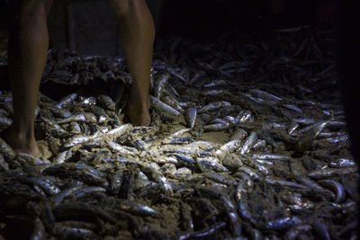 Fisherman and freshly caught fish