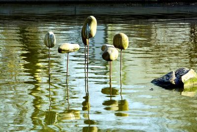 Birds in lake