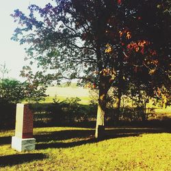 Trees on grassy field