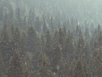 Close-up of tree in forest