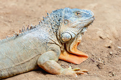 Close-up of iguana on field