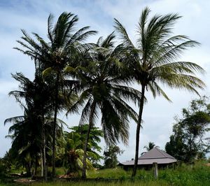 Low angle view of palm trees against cloudy sky