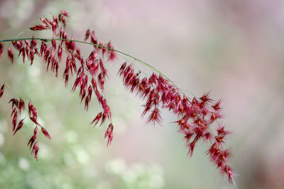 Low angle view of plant against tree