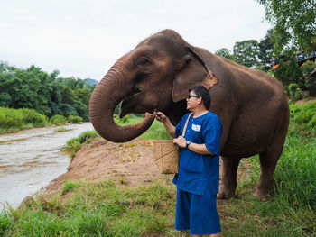 Asian man feeding sugar cane to big elephant trunk in chiang mai thailand. mature adult 
