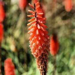 Close-up of red flower