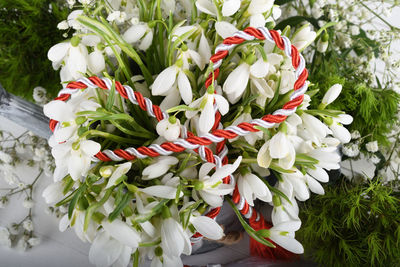 High angle view of white flowering plants