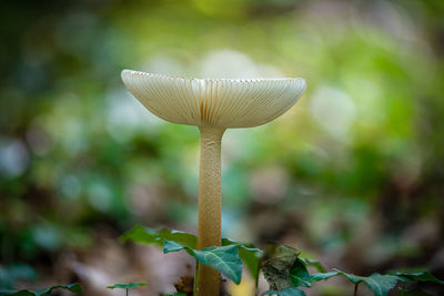 Close-up of mushroom growing outdoors