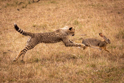 Cheetah hunting hare on field