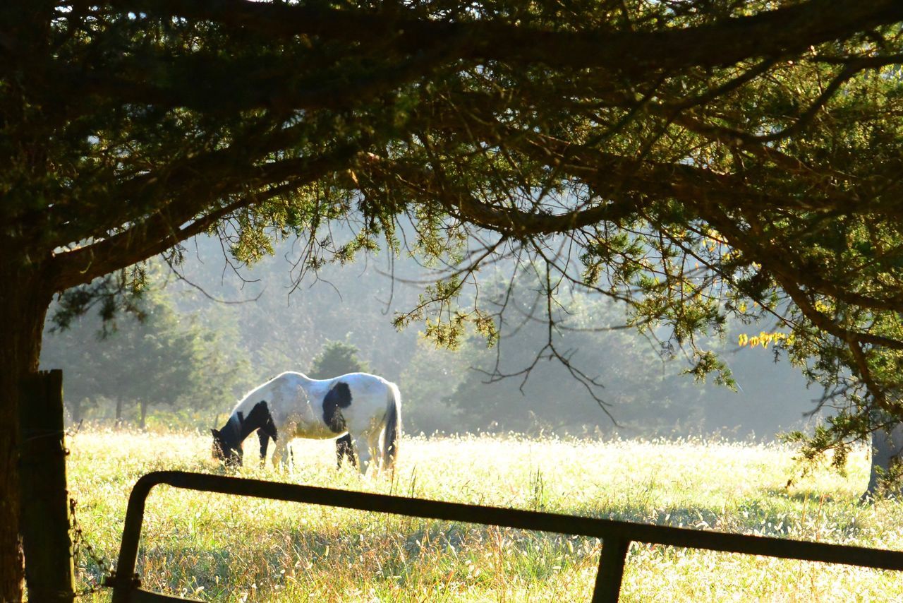 HORSE STANDING ON FIELD