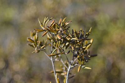 Close-up of plant against blurred background