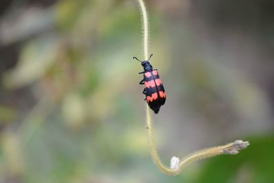 Bugs are not small things which makes the nature looks awesome