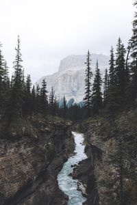 Panoramic view of trees in forest