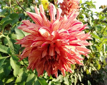 Close-up of red flower blooming outdoors