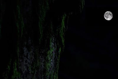 Close-up of tree trunk at night