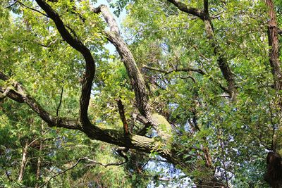 Low angle view of trees in forest