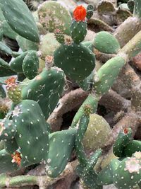 High angle view of succulent plant