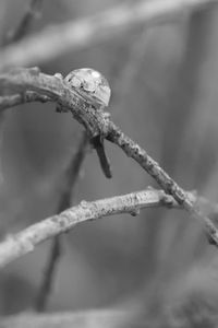 Close-up of insect on branch