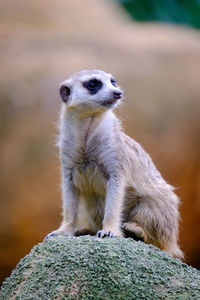 Close-up of an animal sitting on rock