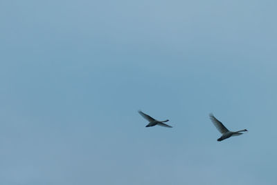 Low angle view of birds flying against clear sky