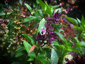 Close-up of butterfly on plant
