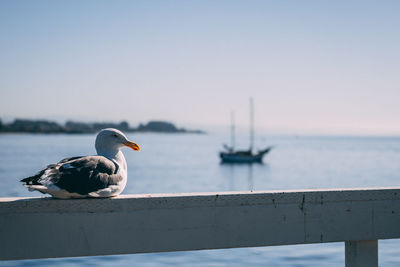 Seagull perching on wooden post