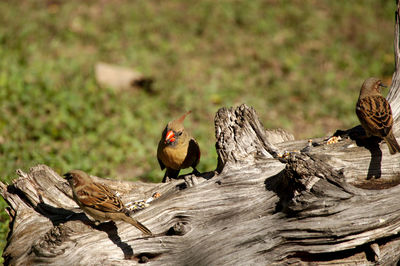 Birds on a log