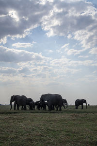 Horses grazing in a field
