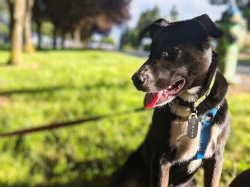 Close-up of a dog looking away