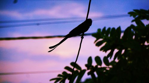 Close-up of bird perching on tree against sky